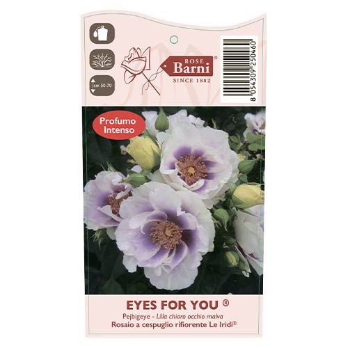 Rózsa floribunda Eyes for You®, C5 kép 5 termék 5507