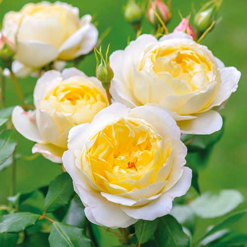 Rózsák floribunda Floral Fashion kép 1 termék 4990