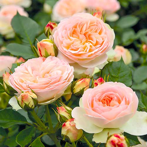 Rózsák floribunda Fun Fashion ®, C3 kép 1 termék 4991