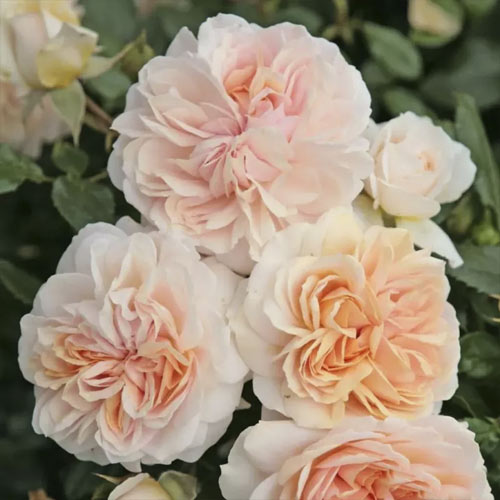 Rózsa floribunda Garden of Roses®, C5 kép 1 termék 5822