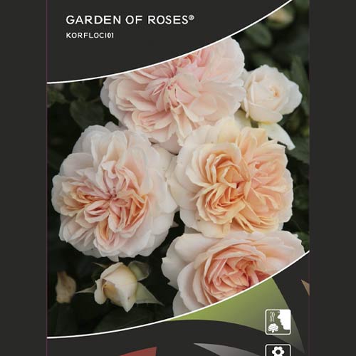 Rózsa floribunda Garden of Roses®, C5 kép 2 termék 5822