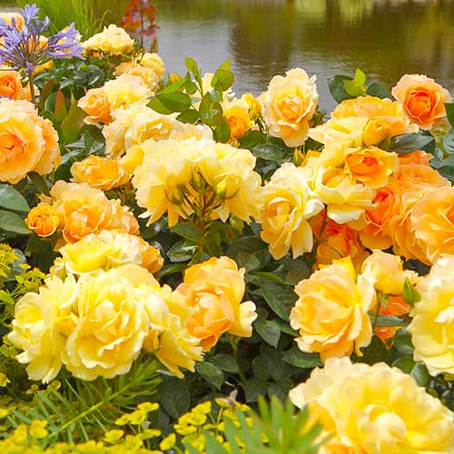 Rózsák floribunda Hansestadt Rostock® termék fotó 1 Rózsák floribunda Hansestadt Rostock® kép 1 termék 5508