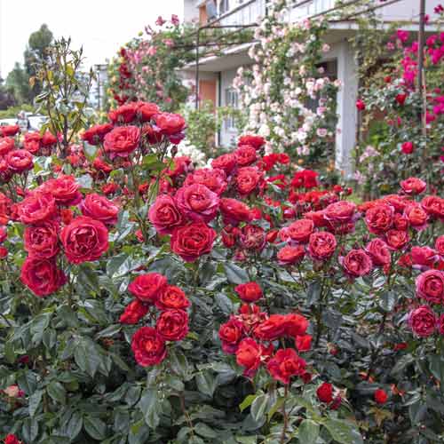 Rózsa floribunda Hot Cocoa®, C5 kép 3 termék 5509