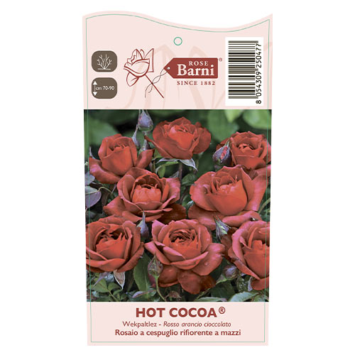 Rózsa floribunda Hot Cocoa®, C5 kép 5 termék 5509