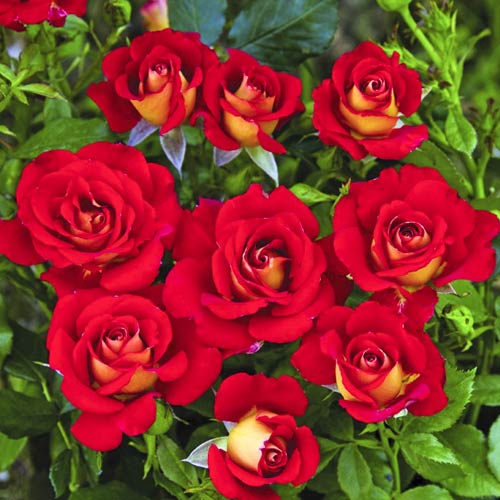 Rózsa floribunda Ketchup & Mustard®, C5 termék fotó 1 Rózsa floribunda Ketchup & Mustard®, C5 kép 1 termék 5512