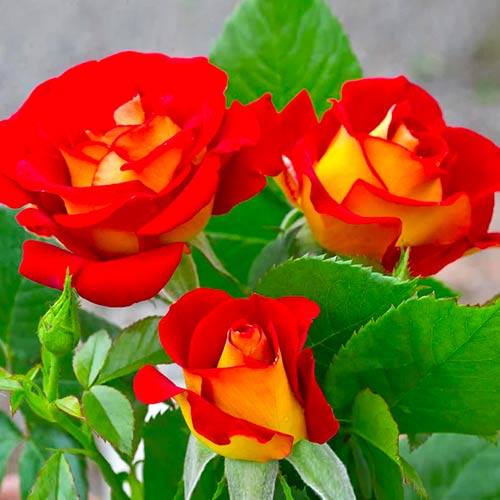 Rózsa floribunda Ketchup & Mustard®, C5 termék fotó 2 Rózsa floribunda Ketchup & Mustard®, C5 kép 2 termék 5512