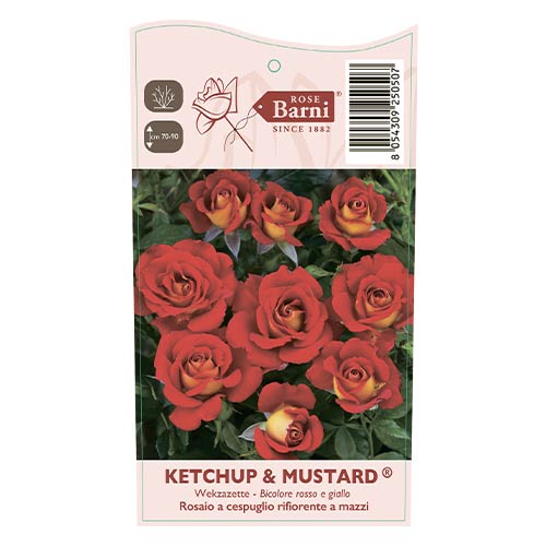 Rózsa floribunda Ketchup & Mustard®, C5 termék fotó 4 Rózsa floribunda Ketchup & Mustard®, C5 kép 4 termék 5512