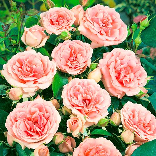 Rózsa floribunda Kimono, root ball kép 1 termék 2253