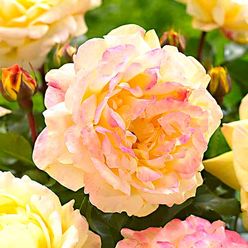 Rózsák floribunda Lampion termék fotó 1 Rózsák floribunda Lampion kép 1 termék 5823