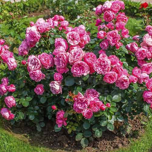 Rózsa floribunda Leonardo da Vinci®, C3 termék fotó 2 Rózsa floribunda Leonardo da Vinci®, C3 kép 2 termék 4553
