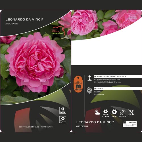 Rózsa floribunda Leonardo da Vinci®, C3 termék fotó 3 Rózsa floribunda Leonardo da Vinci®, C3 kép 3 termék 4553