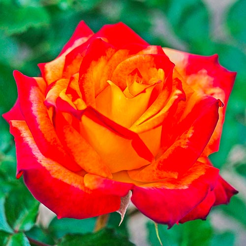 Rózsák floribunda Mein Munchen termék fotó 1 Rózsák floribunda Mein Munchen kép 1 termék 4998