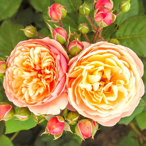 Rózsák floribunda Natalija Frayla termék fotó 1 Rózsák floribunda Natalija Frayla kép 1 termék 5824