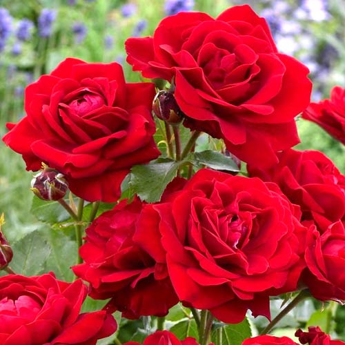 Rózsa floribunda Nina, root ball termék fotó 1 Rózsa floribunda Nina, root ball kép 1 termék 2196