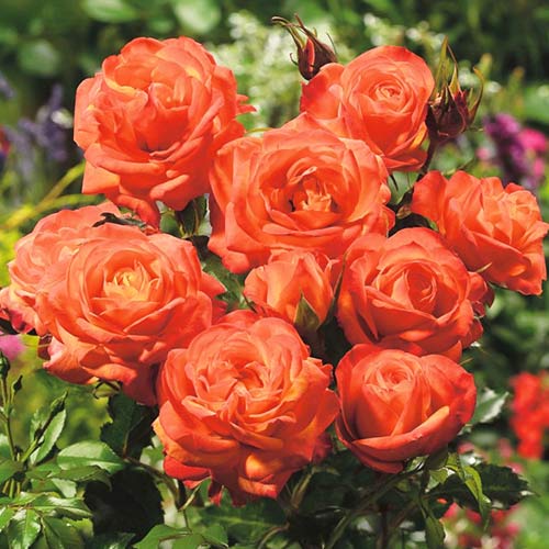 Rózsa floribunda Orange, C3 termék fotó 1 Rózsa floribunda Orange, C3 kép 1 termék 3608