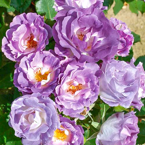 Rózsák floribunda Pacific Dream ®, C5 termék fotó 1 Rózsák floribunda Pacific Dream ®, C5 kép 1 termék 5513