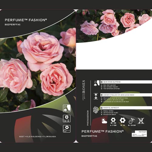 Rózsa floribunda Perfume Fashion®, C3 kép 2 termék 4978