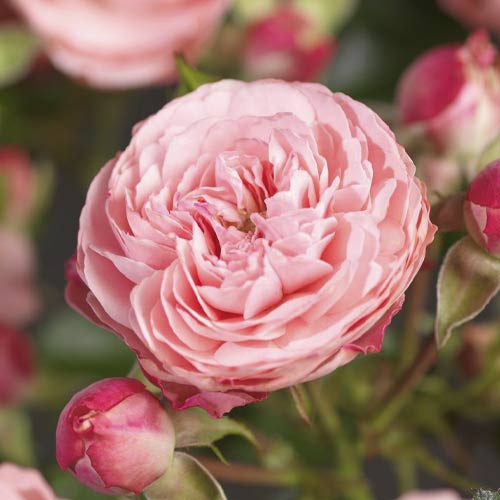 Rózsa floribunda Pink Meilove ®, С5 kép 1 termék 4554