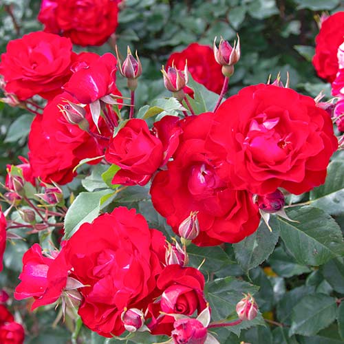 Rózsák floribunda Red Spot® kép 1 termék 5514