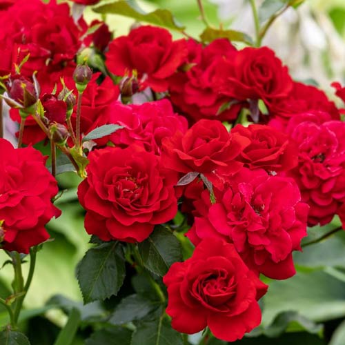 Rózsa floribunda Red, C3 termék fotó 1 Rózsa floribunda Red, C3 kép 1 termék 3612