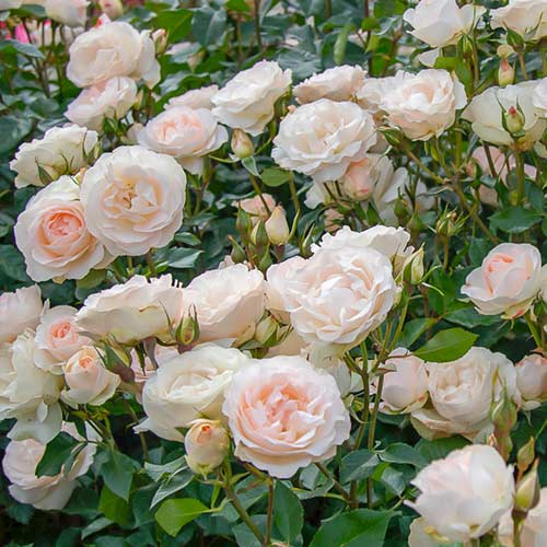 Rózsák floribunda Sans Souci ®, C5 termék fotó 1 Rózsák floribunda Sans Souci ®, C5 kép 1 termék 5515