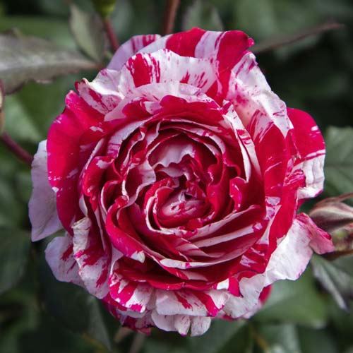 Rózsa floribunda Scentimental®, C5 kép 2 termék 5516
