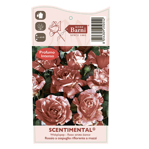 Rózsa floribunda Scentimental®, C5 kép 4 termék 5516