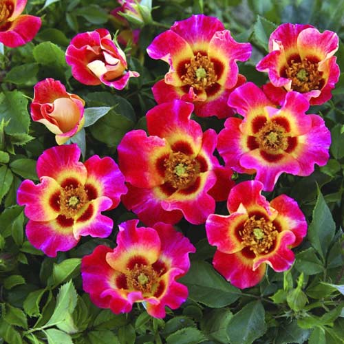 Rózsa floribunda Sunshine Babylon Eyes®, C5 termék fotó 1 Rózsa floribunda Sunshine Babylon Eyes®, C5 kép 1 termék 5517