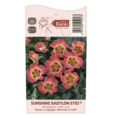 Rózsa floribunda Sunshine Babylon Eyes®, C5 termék fotó 3 Rózsa floribunda Sunshine Babylon Eyes®, C5 kép 3 termék 5517
