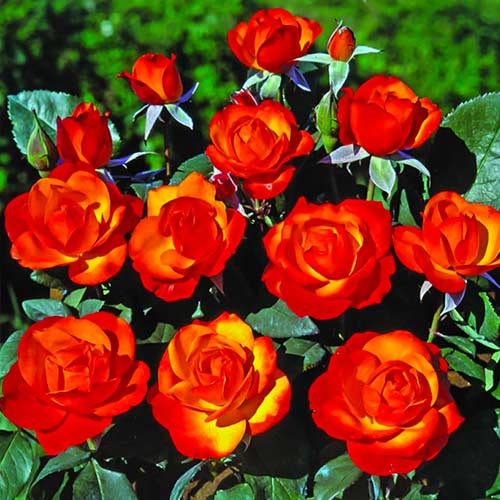 Rózsák floribunda Tempi Moderni® termék fotó 1 Rózsák floribunda Tempi Moderni® kép 1 termék 5518