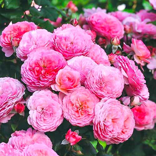 Rózsák floribunda Theo Clevers kép 1 termék 5007