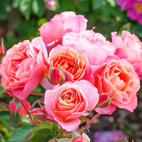 Rózsák floribunda Trendy Fashion termék fotó 1 Rózsák floribunda Trendy Fashion kép 1 termék 4982