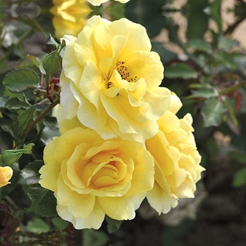Rózsa floribunda Urban ™ Fashion ®, С3 termék fotó 1 Rózsa floribunda Urban ™ Fashion ®, С3 kép 1 termék 5008