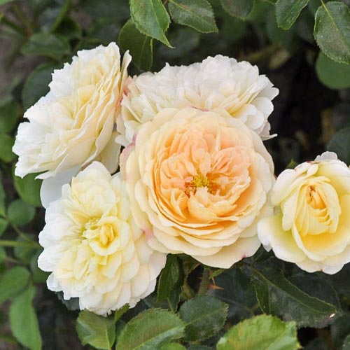 Rózsa floribunda Lemon™ Vaza ®, С5 termék fotó 1 Rózsa floribunda Lemon™ Vaza ®, С5 kép 1 termék 4989