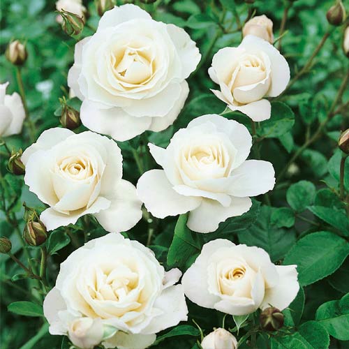 Rózsa floribunda White, C3 termék fotó 1 Rózsa floribunda White, C3 kép 1 termék 3613