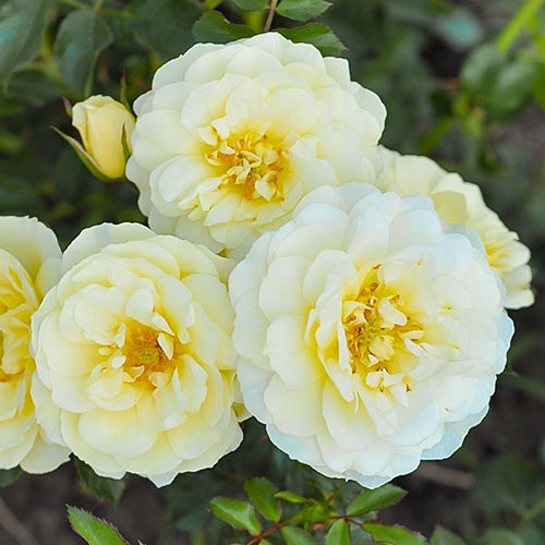 Rózsák floribunda Yellow Pixie kép 1 termék 4983
