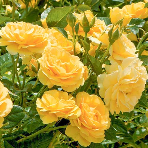 Rózsák floribunda Yellow termék fotó 1 Rózsák floribunda Yellow kép 1 termék 3615