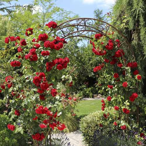 Rózsa futó Amadeus®, C5 kép 1 termék 5490