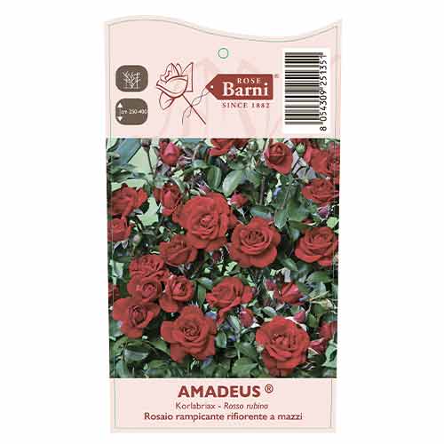 Rózsa futó Amadeus®, C5 kép 3 termék 5490