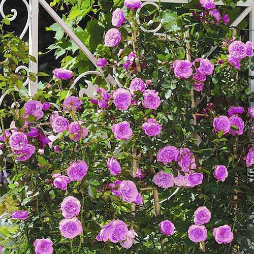 Rózsák futó Blue & Violet kép 1 termék 2158