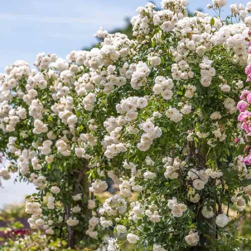 Rózsa futó Climbing Iceberg, root ball kép 1 termék 2148