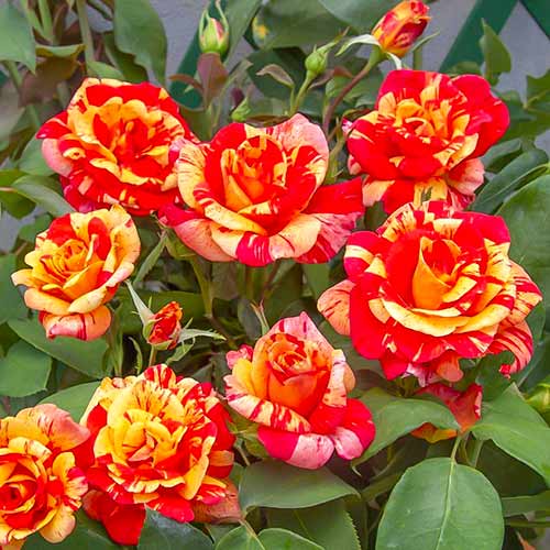 Rózsák futó Flash ®, C5 kép 1 termék 5493