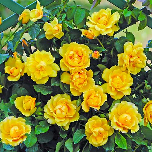 Rózsák futó Golden Gate® kép 1 termék 5494