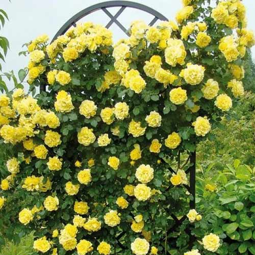 Rózsa futó Golden Showers, root ball kép 1 termék 2157