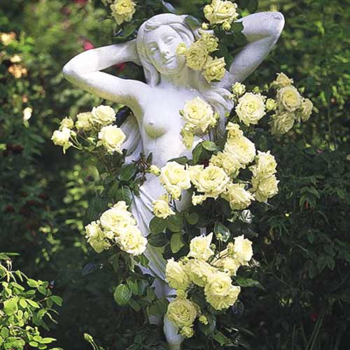 Rózsák futó Green kép 1 termék 2162