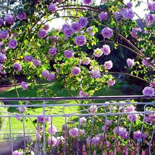 Rózsa futó Indigoletta, root ball kép 1 termék 2164