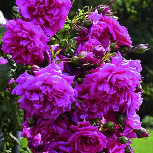 Rózsa futó Laguna®, C5 kép 2 termék 5495