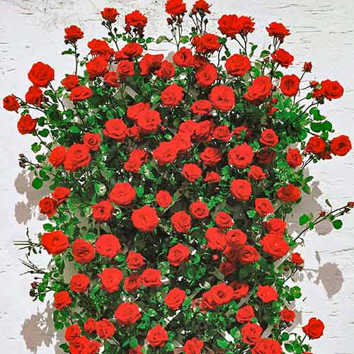 Rózsa futó Mushimara, root ball kép 1 termék 2171