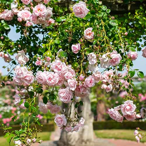 Rózsa futó New Dawn kép 1 termék 2172