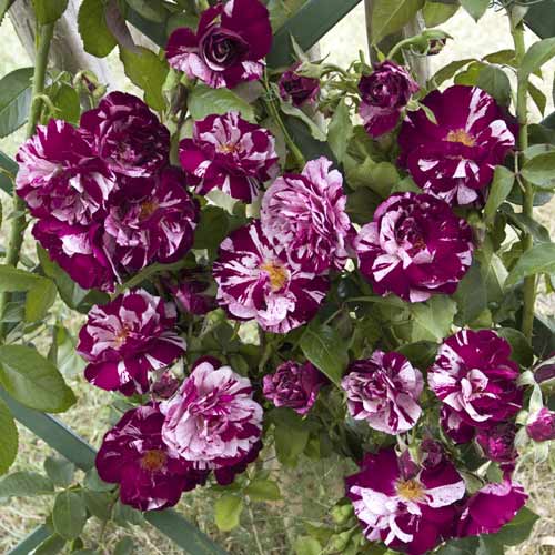 Rózsa futó New Imagine®, C5 kép 1 termék 5496